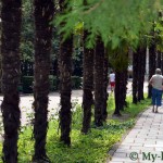 Парк Гурзуфский - памятник садово- паркового искусства
