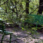 Местами парк превращается в небольшой лес