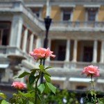 Перед самым дворцом разбиты огромные клумбы роз