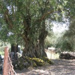 Аллея старейших оливок на греческом острове Корфу