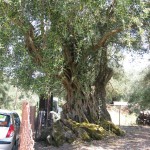 Аллея старейших оливок на греческом острове Корфу - 600лет