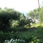 Вокруг встречаются лишь полудикие оливковые плантации