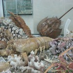 Экскурсия Корфу музей ракушек