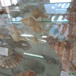 Музей океана Корфу фото