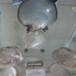 Музей океана Корфу фото