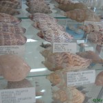 Корфу музей ракушки
