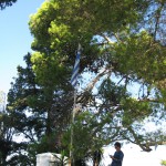 Столько цикад сидящих в ветвях деревьев сложно услышать даже в парках Крыма, при этом это остров!