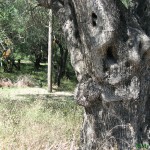 Оливковым садам на Корфу под час многие сотни лет
