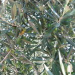 Оливки на острове везде, в том числе и в монастырях целых плантации