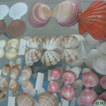 Музей морских раковин в Беницес