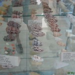 Музей рыб, змей, моллюсков океанов и морей в Бенитсесе