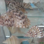 Музей рыб, змей, моллюсков океанов и морей в Бенитцесе