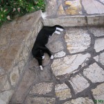 Типично греческий кот